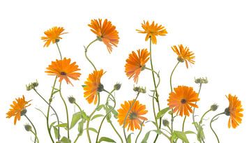 Goudsbloemen 1