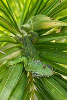 Groene leguaan liggend in palm blad op Aruba