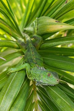Grüner Leguan im Palmenblatt liegend auf Aruba