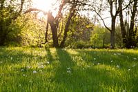 Hintergrundbeleuchtung