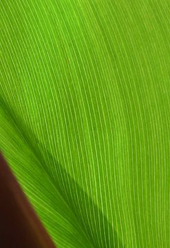 een groen cannalilla blad van Werner Lehmann