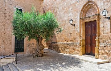 Zicht op oude olijfboom in mediterraan dorp