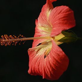 Hibiscus von Stefan Speelberg