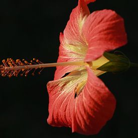 Hibiscus by Stefan Speelberg