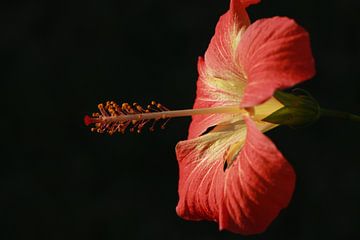 Hibiscus van Stefan Speelberg