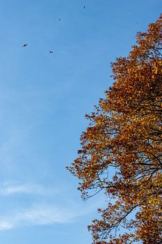 Herbst Baum auf schönen blauen Himmel