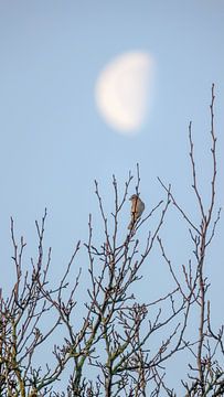 Old moon and new life