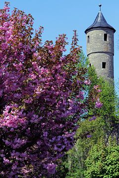 Stadtmauer von Bad Neustadt mit Turm im Frühling