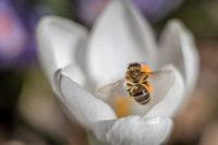 Bij op een krokus