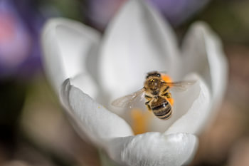 Bij op een krokus