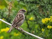 Sparrow : Royal Burgers' Zoo