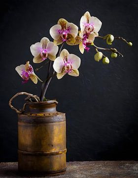 Still life of a beautifully blooming orchid in copper vase by John van den Heuvel