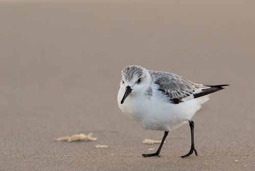 Een strandloper met drie tenen
