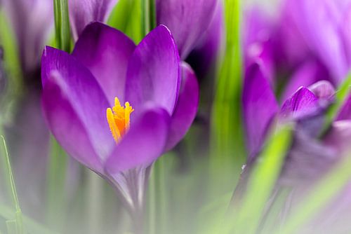Bloeiende Krokus  in soft focus
