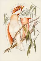 Taupes rosées Cacatoès ca. 1804-1841