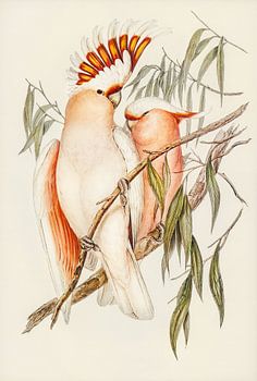 Rozeachtige molukken Kaketoes ca. 1804-1841