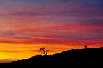 Deer in the dunes at sunset. by Jan Klomp