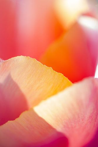 Makrofoto in der Natur aufgenommen