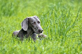 Standing dog does not stand by Niels Jansen