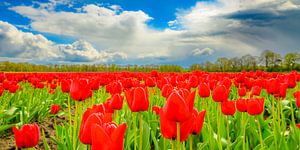 Blühende Tulpen auf einem Feld im Frühling