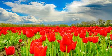 Tulpen in bloei in een veld tijdens de lente