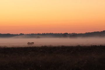 Poney solitaire dans le brouillard sur Jan Dolfing