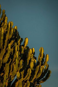 Gouden Rand van de Natuur Cactus in de avondzon van Femke Ketelaar