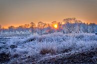 Arcen Wellerlooi Maasduinen Winterlandschap van Twan van den Hombergh thumbnail