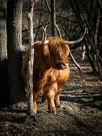 Golden Scottish Highlander by Milou Schothuis