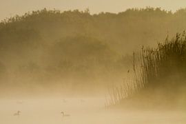 Grebes couple in landscape by Menno van Duijn