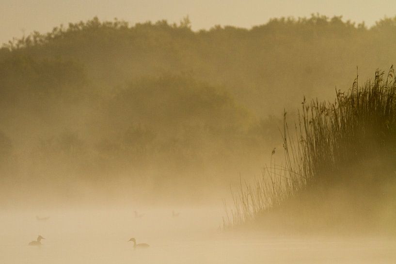 Futen paar in landschap van Menno van Duijn