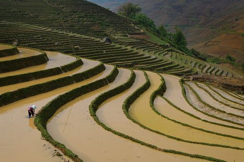 Arbeit auf den Reisterassen