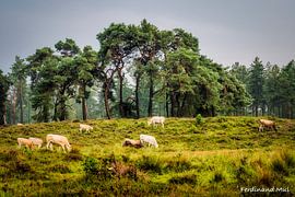 A misty morning in the Soester Dunes by Ferdinand Mul