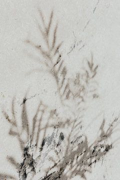 Zomerse schaduwen van bladeren op de muur van pauline smale