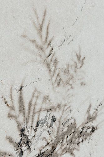 Summer shadows of leaves on the wall