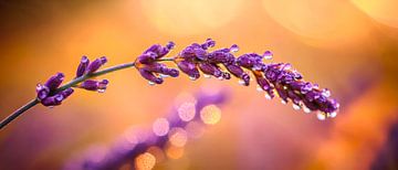 Lavender with water droplets in the light by Poster Art Shop