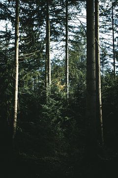 Dennenbomen in het ochtendlicht van Jan Eltink