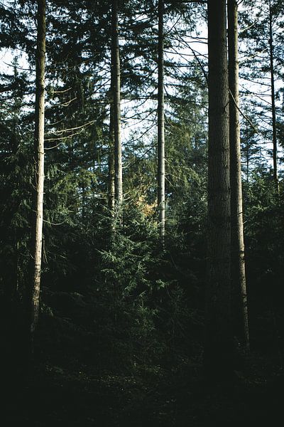 Pine trees in the morning light by Jan