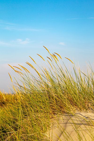 Strandhafer auf Juist von Dirk Rüter