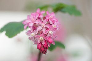 Nahaufnahme der Blüte von Ribes Sanguineum