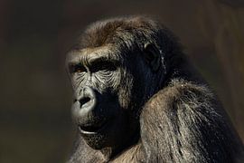 Portrait d'un gorille