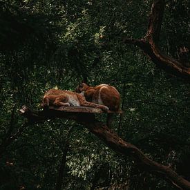 Sleeping lynxes by Zoom_Out Photography