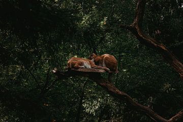 Slapende lynxen van Zoom_Out Photography