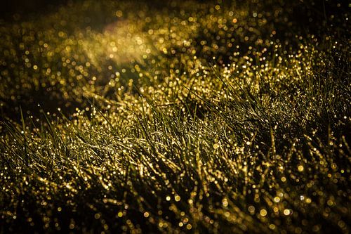 Ochtenddauw op het gras