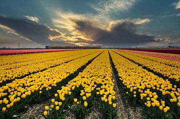 train through tulip field by peterheinspictures