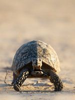 Slow walk