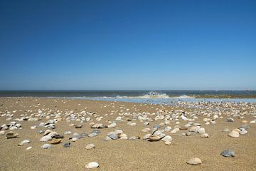 Kokkel schelpen aan de kustlijn van Ad Jekel