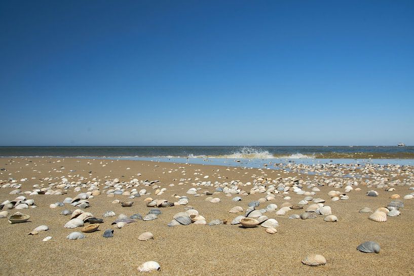 Cockle shells on the coastline by Ad Jekel
