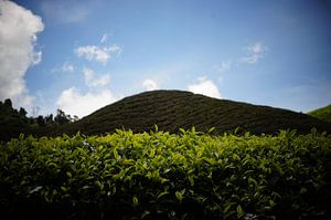 Tea fields sur Dennis Debie