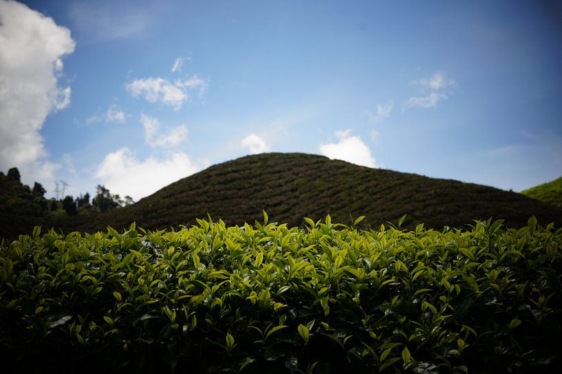 Tea fields par Dennis Debie